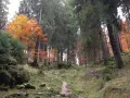Sentiero nel bosco del Cansiglio, con alberi imponenti e un tappeto di foglie autunnali dai colori vivaci.
