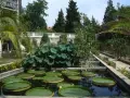Orto Botanico Padova: curiosità acquatiche con ninfee giganti e piante tropicali.