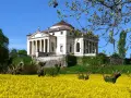Villa Almerico Capra detta La Rotonda, capolavoro di Palladio a Vicenza, si erge maestosa su un colle, circondata da un mare di fiori gialli.