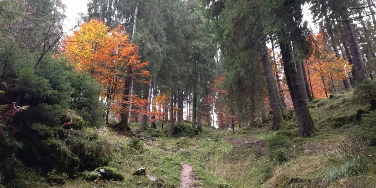 Sentiero nel bosco del Cansiglio, con alberi imponenti e un tappeto di foglie autunnali dai colori vivaci.