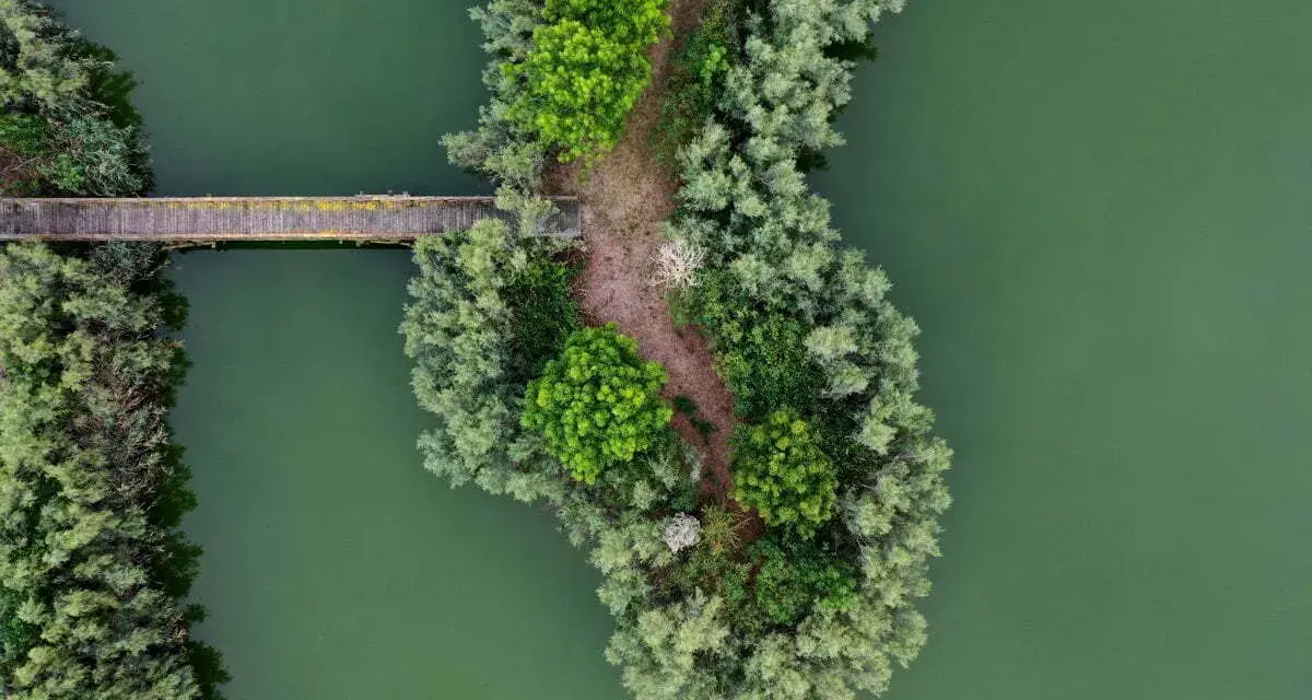 Ponte in legno attraversa acque verdi, collegando un'isola lussureggiante di alberi e sentieri nell'oasi Vallevecchia.