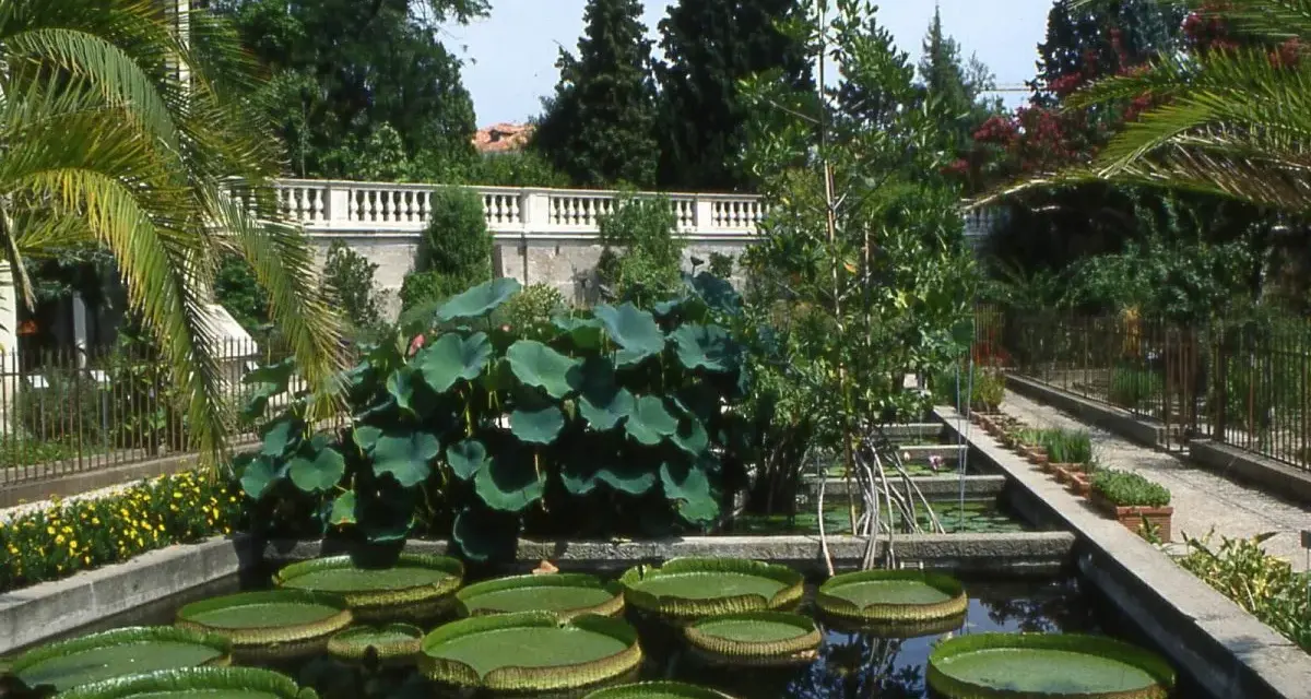 Orto Botanico Padova: curiosità acquatiche con ninfee giganti e piante tropicali.