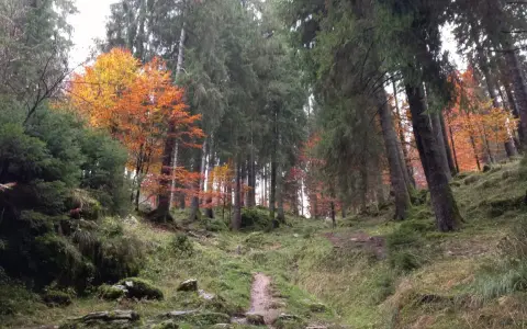 Sentiero nel bosco del Cansiglio, con alberi imponenti e un tappeto di foglie autunnali dai colori vivaci.
