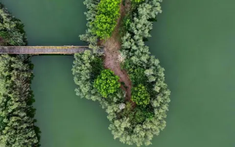 Ponte in legno attraversa acque verdi, collegando un'isola lussureggiante di alberi e sentieri nell'oasi Vallevecchia.