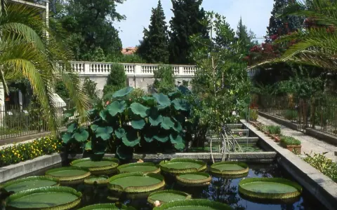 Orto Botanico Padova: curiosità acquatiche con ninfee giganti e piante tropicali.