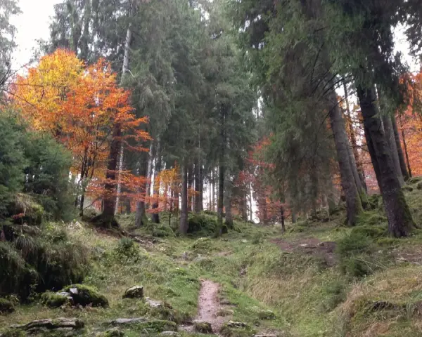Sentiero nel bosco del Cansiglio, con alberi imponenti e un tappeto di foglie autunnali dai colori vivaci.