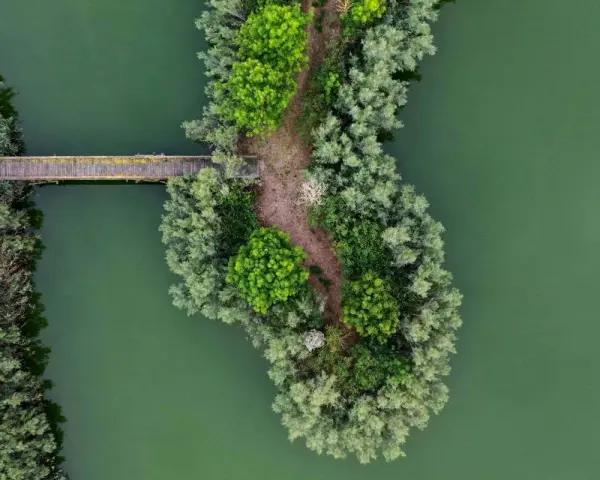 Ponte in legno attraversa acque verdi, collegando un'isola lussureggiante di alberi e sentieri nell'oasi Vallevecchia.
