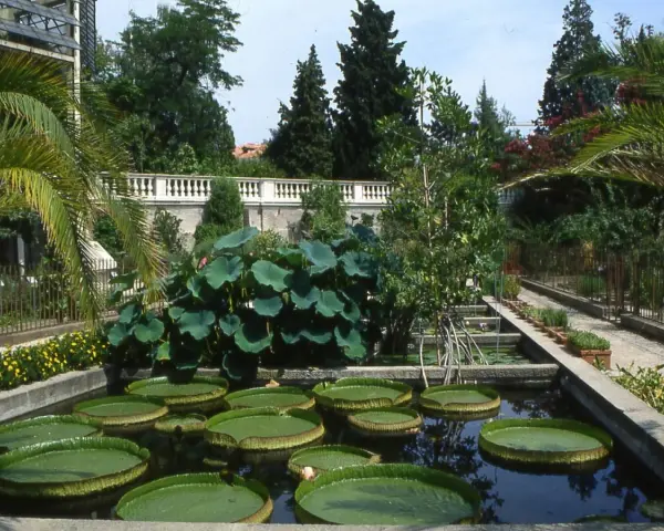 Orto Botanico Padova: curiosità acquatiche con ninfee giganti e piante tropicali.