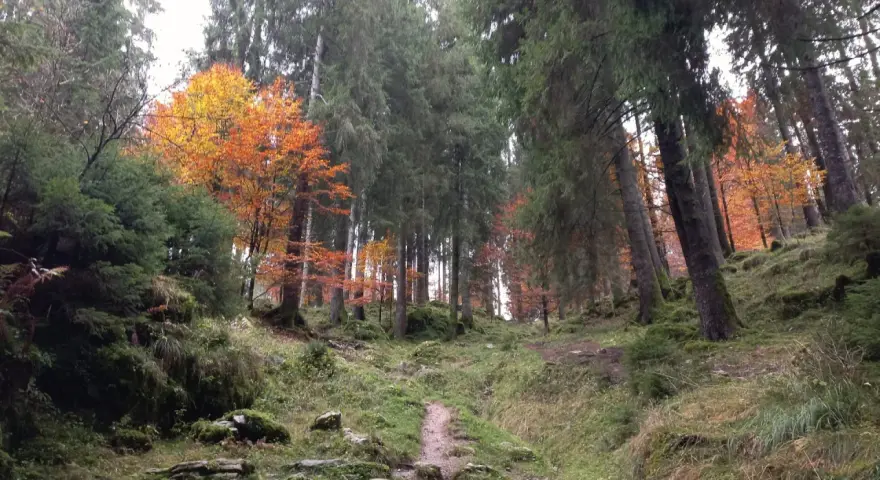 Sentiero nel bosco del Cansiglio, con alberi imponenti e un tappeto di foglie autunnali dai colori vivaci.