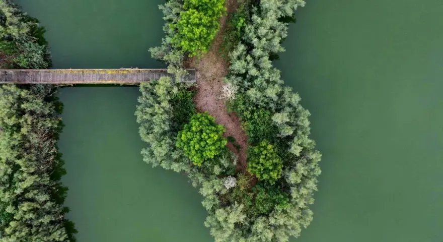 Ponte in legno attraversa acque verdi, collegando un'isola lussureggiante di alberi e sentieri nell'oasi Vallevecchia.
