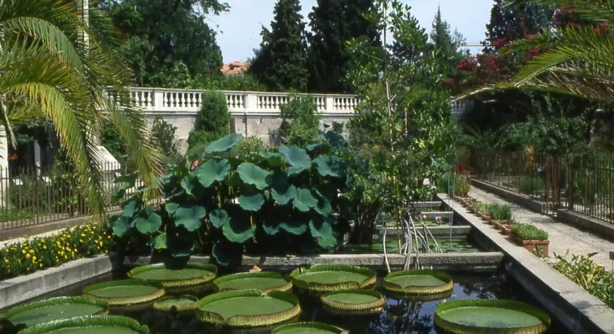 Orto Botanico Padova: curiosità acquatiche con ninfee giganti e piante tropicali.