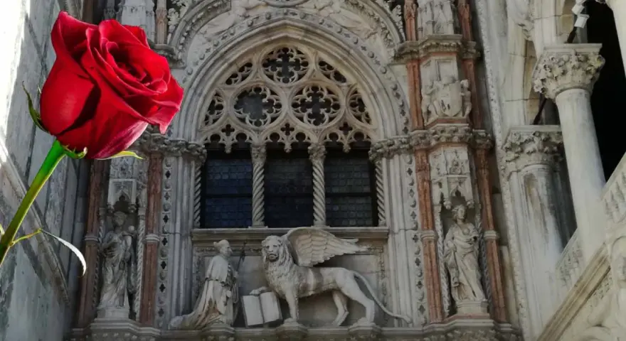 Rosa rossa davanti al Leone alato di San Marco, simbolo di Venezia.