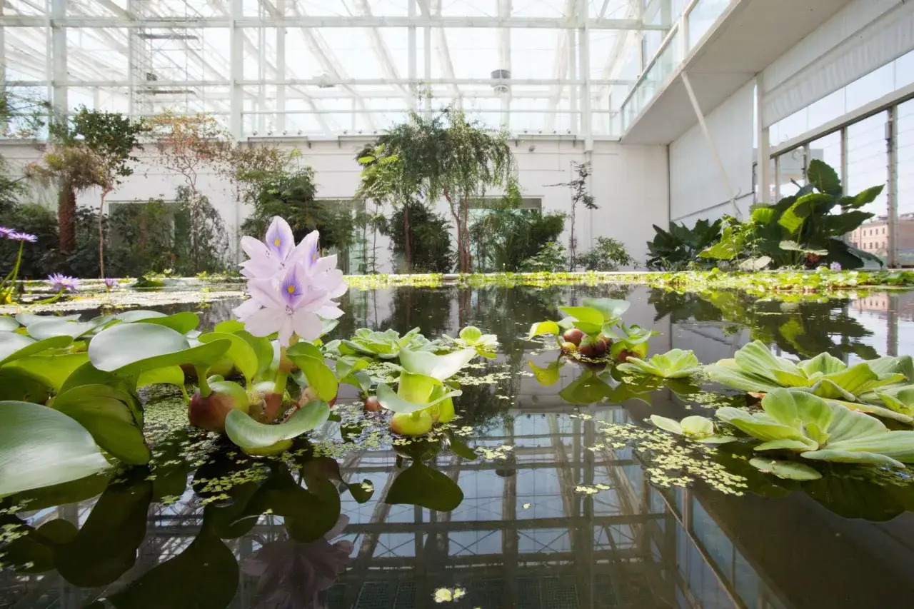 Fiori di giacinto d'acqua e ninfee galleggiano in uno stagno interno, una curiosità del Orto Botanico di Padova, sotto una serra luminosa.