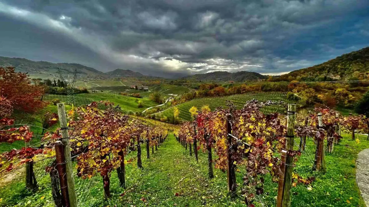 Vigneti autunnali con foglie rosse e gialle, colline verdi e cielo nuvoloso. Un assaggio di cosa vedere nei dintorni di Treviso.