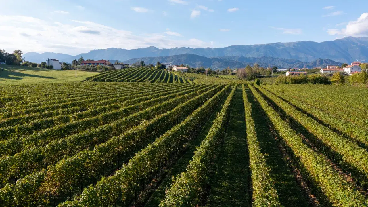 Vigneti ordinati si estendono lungo la strada del Prosecco, con case sparse e montagne sullo sfondo.