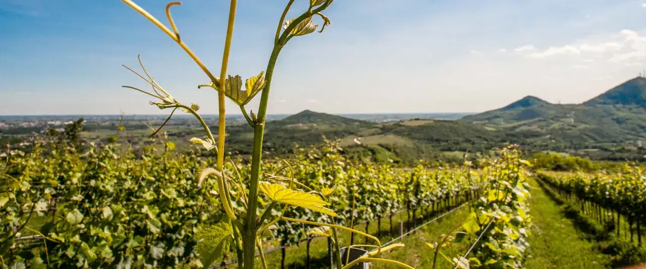 Vigneti rigogliosi sui Colli Euganei, con dolci colline verdi e un cielo azzurro limpido. Ideale per degustazioni colli euganei.