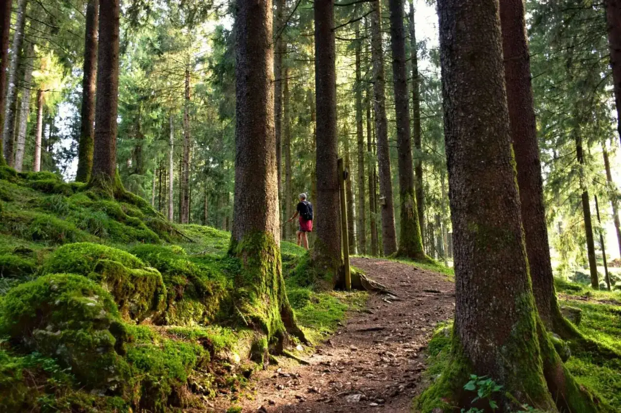 Sentiero nel bosco del Cansiglio, con un escursionista che cammina tra alberi secolari e muschio verde brillante.