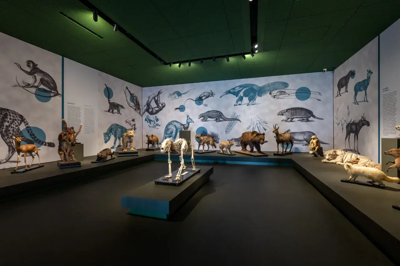 Esposizione di animali tassidermizzati e scheletri in un museo, un'immersione nella biodiversità che ricorda i musei a Padova.